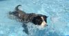 Grosser Schweizer Sennenhund Foto: Samson making a wave ;0) (ID 33033) Grosser Schweizer Sennenhund Hund