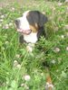 Grosser Schweizer Sennenhund Foto: Samson, in a clover field (ID 24979) Grosser Schweizer Sennenhund Hund