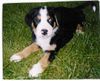 Grosser Schweizer Sennenhund Foto (ID 14590) Grosser Schweizer Sennenhund Hund