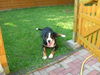 Grosser Schweizer Sennenhund Foto (ID 26528) Grosser Schweizer Sennenhund Hund