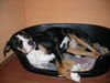 Grosser Schweizer Sennenhund Foto: boncuk ruht sich aus (ID 42596) Grosser Schweizer Sennenhund Hund