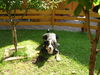 Grosser Schweizer Sennenhund Foto (ID 26529) Grosser Schweizer Sennenhund Hund