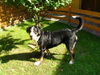 Grosser Schweizer Sennenhund Foto (ID 26530) Grosser Schweizer Sennenhund Hund