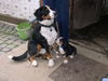 Grosser Schweizer Sennenhund Foto: Maddox hofft:so groß wie Papa will ich auch mal werden (ID 35398) Grosser Schweizer Sennenhund Hund