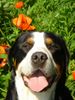 Grosser Schweizer Sennenhund Foto: swissy smile ( Samson) (ID 22975) Grosser Schweizer Sennenhund Hund