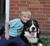 Grosser Schweizer Sennenhund Foto: Bruno (3J.) der Kinderfreund! (ID 35740) Grosser Schweizer Sennenhund Hund