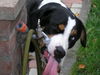Grosser Schweizer Sennenhund Foto: das macht ja richtig spass.... (ID 42595) Grosser Schweizer Sennenhund Hund