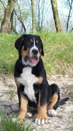 Grosser Schweizer Sennenhund Hunde Foto 37813 Grosser Schweizer Sennenhund 12 Wochen