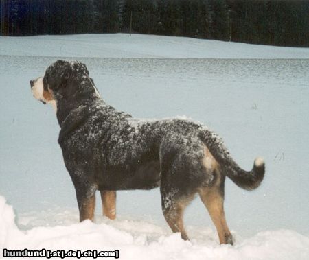 Grosser Schweizer Sennenhund Hunde Foto 10135 Grosser Schweizer Sennenhund Samson in Snow