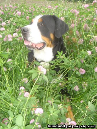 Grosser Schweizer Sennenhund Hunde Foto 24979 Grosser Schweizer Sennenhund Samson, in a clover field