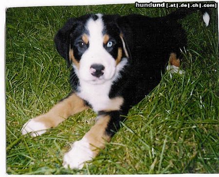 Grosser Schweizer Sennenhund Hunde Foto 14590 Grosser Schweizer Sennenhund