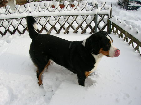 Grosser Schweizer Sennenhund das macht ja richtig spass....