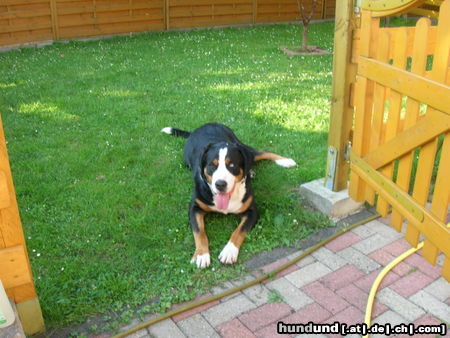Grosser Schweizer Sennenhund