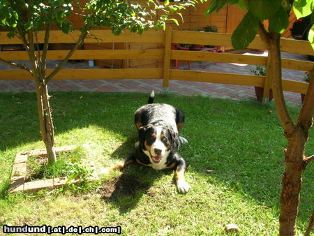 Grosser Schweizer Sennenhund Hunde Foto 26529 Grosser Schweizer Sennenhund