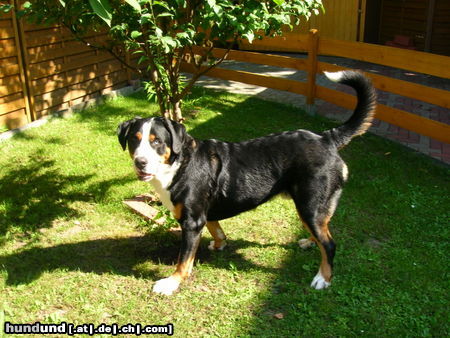 Grosser Schweizer Sennenhund Hunde Foto 26530 Grosser Schweizer Sennenhund