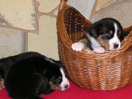Grosser Schweizer Sennenhund Hunde Foto 40234 in höherer Auflösung ansehen Grosser Schweizer Sennenhund Welpen