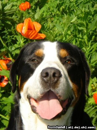 Grosser Schweizer Sennenhund Hunde Foto 22975 Grosser Schweizer Sennenhund swissy smile ( Samson)