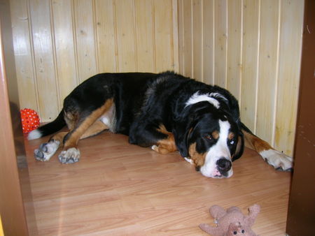 Grosser Schweizer Sennenhund Hunde Foto 42581 Grosser Schweizer Sennenhund