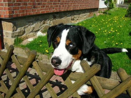 Grosser Schweizer Sennenhund Boncuk 3 Jahre alt