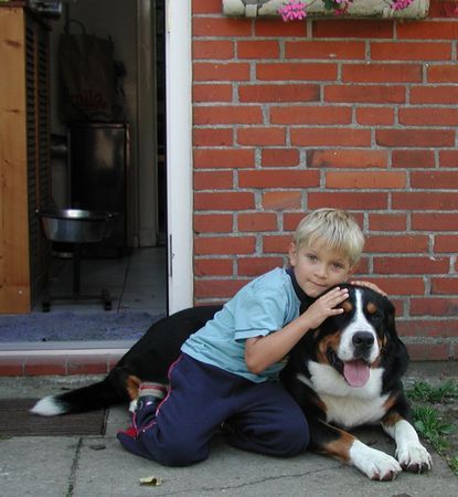 Grosser Schweizer Sennenhund Bruno (3J.) der Kinderfreund!
