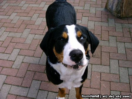 Grosser Schweizer Sennenhund Hunde Foto 14592 Grosser Schweizer Sennenhund