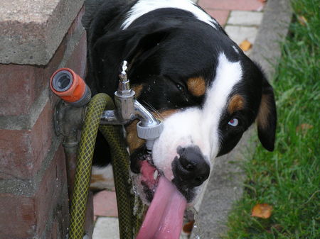 Grosser Schweizer Sennenhund das macht ja richtig spass....