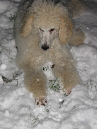 Grosspudel Hunde Foto 30489 Grosspudel Cenja im Schnee