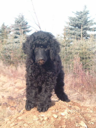 Grosspudel Hunde Foto 30735 Grosspudel Avantage pour Falco mit 9 Wochen
