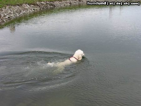 Grosspudel Schwimmen ist das Schönste!