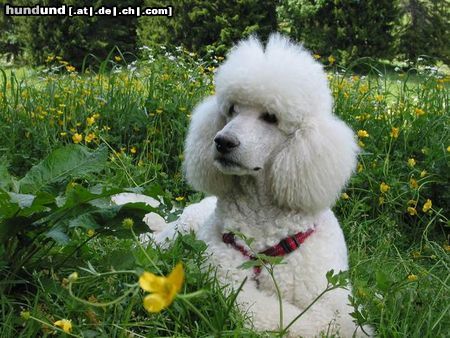 Grosspudel Camillo im Urlaub