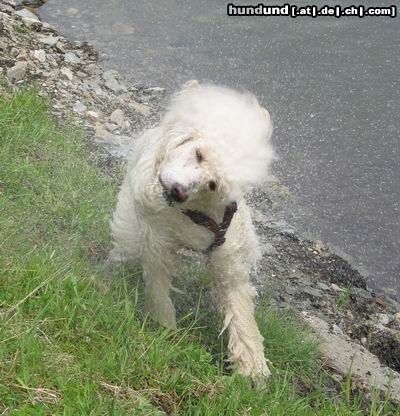 Grosspudel Hunde Foto 4020 Grosspudel Kräftig schütteln!