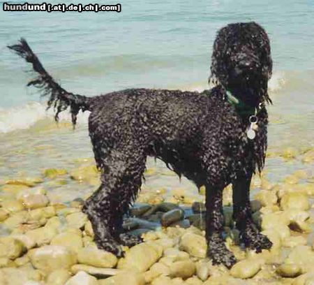 Grosspudel Hunde Foto 6830 Grosspudel Großpudel-pudelnass