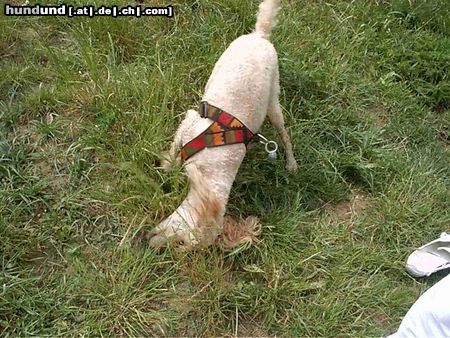 Grosspudel Hunde Foto 15173 in höherer Auflösung ansehen Grosspudel mh richt das vorzüglich