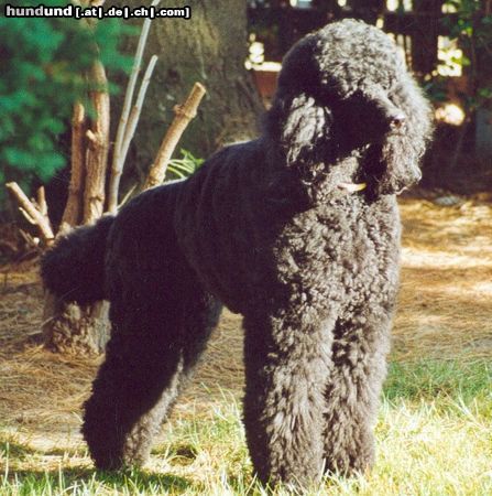 Grosspudel Hunde Foto 4559 Grosspudel Winnwood Black American Dream 5 Jahre