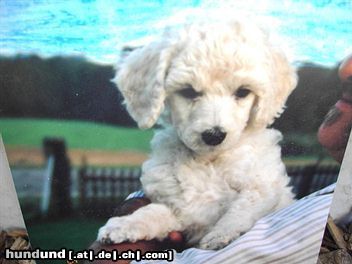 Grosspudel Hunde Foto 20758 in höherer Auflösung ansehen Grosspudel Unsere Sira mit 6 Wochen.......