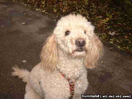 Grosspudel Hunde Foto 15172 in höherer Auflösung ansehen Grosspudel Bin ich nicht knuffig?
