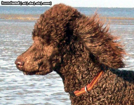 Grosspudel Hunde Foto 46415 in höherer Auflösung ansehen Grosspudel Wo Trinkwasser draufsteht, muss auch Trinkwasser drin sein.
