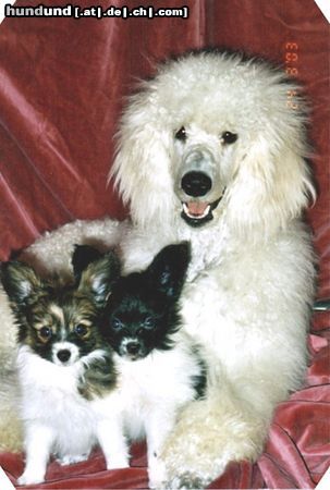 Grosspudel Hunde Foto 20651 Grosspudel SIRA ist eine sehr fürsorgliche Pudelhündin