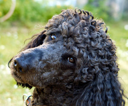 Grosspudel Hunde Foto 29481 in höherer Auflösung ansehen Grosspudel Willy 6 jahre