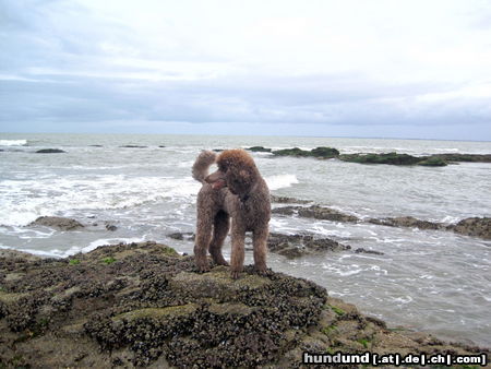 Grosspudel Hunde Foto 46417 in höherer Auflösung ansehen Grosspudel Weiter gehe ich nicht!