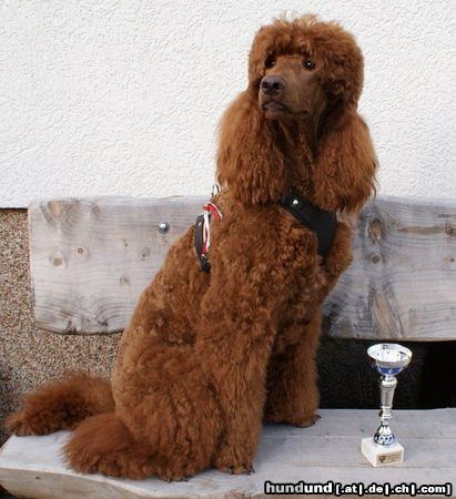Grosspudel Hunde Foto 46811 in höherer Auflösung ansehen Grosspudel Österreichischer Jugendchampion 2010