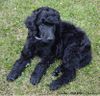 Grosspudel Foto: Hanka - 7 Wochen alt (ID 27227) Grosspudel Hund