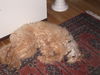 Grosspudel Foto: wo ist der Kopf von Ulano? So kann man doch nicht schlafen (ID 42927) Grosspudel Hund