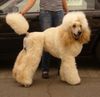Grosspudel Foto: Imani aus dem hause Gryffindor (ID 41799) Grosspudel Hund