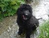 Grosspudel Foto: kylie (3.5 Monate) (ID 5860) Grosspudel Hund