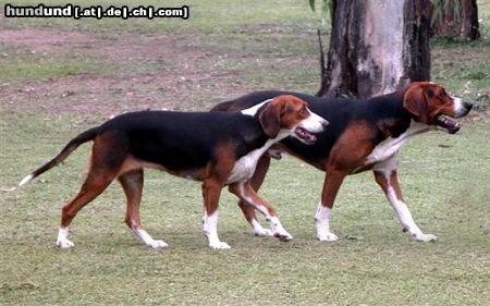 Hamiltonstövare Snovantage Kennels - Australia