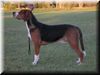 Hamiltonstövare Foto: Kilcavan T'Worlds Not Enuff (Imp UK) (ID 11384) Hamiltonstövare Hund
