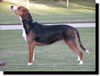 Hamiltonstövare Foto: Kilcavan T'Sassy Seamstress (IMP UK) (ID 11387) Hamiltonstövare Hund