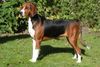 Hamiltonstövare Foto: DUTCH/POLIS/IRISH/CHAMPION FLIXONIA LADY JANE (ID 43013) Hamiltonstövare Hund