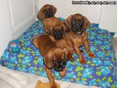 Hannoverscher Schweisshund 8 weeks old HS-puppies from Sweden